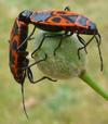 Gendarme ou Suisse  (Pyrrhocoris apterus),  accouplement, photo 1.