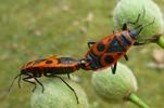 Gendarme ou Suisse (Pyrrhocoris apterus), accouplement, photo 3.