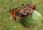 Gendarme ou Suisse  (Pyrrhocoris apterus),  accouplement, photo 4.