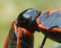Gendarme ou Suisse (Pyrrhocoris apterus), accouplement, détail de la coaptation, photo 7.