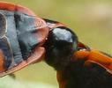 Gendarme ou Suisse  (Pyrrhocoris apterus),  accouplement, d&eacute;tail de la coaptation,  photo 3.