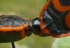 Gendarme ou Suisse (Pyrrhocoris apterus), accouplement, détail de la coaptation, photo 4.