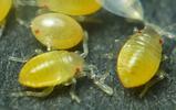Gendarme ou Suisse (Pyrrhocoris apterus), "bébés gendarmes"