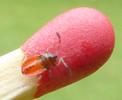 Gendarme ou Suisse (Pyrrhocoris apterus), larve stade 2, photo 2.