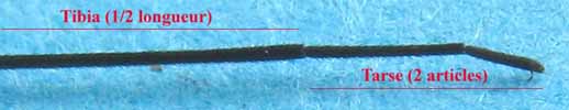 Gerris: detail  d'un tarse, photo 1