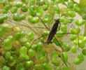 Gerris brachyptere, ou larve.