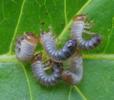 Cétoine variable ou cétoine à 8 points (Gnorimus variabilis ou Gnorimus octopunctatus),  larves naissantes photo 3.
