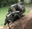C&eacute;toine variable ou c&eacute;toine &agrave; 8 points (Gnorimus variabilis ou Gnorimus octopunctatus), accouplement, photo 4.