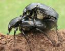 C&eacute;toine variable ou c&eacute;toine &agrave; 8 points (Gnorimus variabilis ou Gnorimus octopunctatus), accouplement, photo 2.