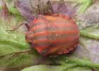 Punaise arlequin (Graphosoma italicum), mue imaginale, photo 8.