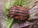 Punaisearlequin (Graphosoma italicum), mue imaginale, photo 9.