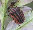 Punaise arlequin (Graphosoma italicum), jeune imago, photo 1.