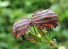Punaise arlequin (Graphosoma italicum), accouplement in natura, photo 4.