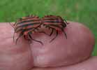 Punaise arlequin (Graphosoma italicum), accouplemen en main, photo 1.