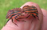 Punaise arlequin (Graphosoma italicum), accouplement en main, photo 2.