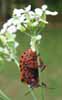 Punaise arlequin (Graphosoma italicum), femelle en train de pondre (in natura).