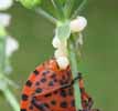 Punaise arlequin (Graphosoma italicum) , femelle en train de pondre, sortie d'un oeuf.