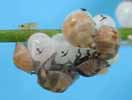 Punaise arlequin (Graphosoma italicum) larves en train d'éclore, photo 1.