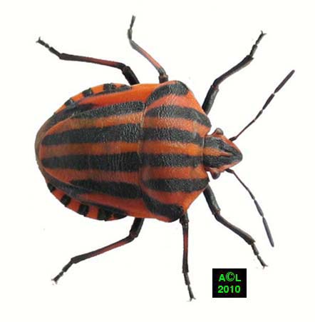 La Punaise Arlequin Graphosoma Italicum Biologie Morphologie Developpement