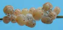 Punaise arlequin (Graphosoma italicum), larves en train d'éclore, photon 1, 2e série.