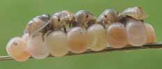 Punaise arlequin (Graphosomza italicum) larves en train d'éclore, photo 2, 2e série.