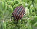 Punaise arlequin (Graphosoma italicum), adulte in natura, photo 2.