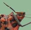 Punaise arlequin (Graphosoma italicum), mise en &eacute;vidence du rostre.