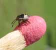 Punaise arlequin (Graphosoma italicum)larve au stade 2.