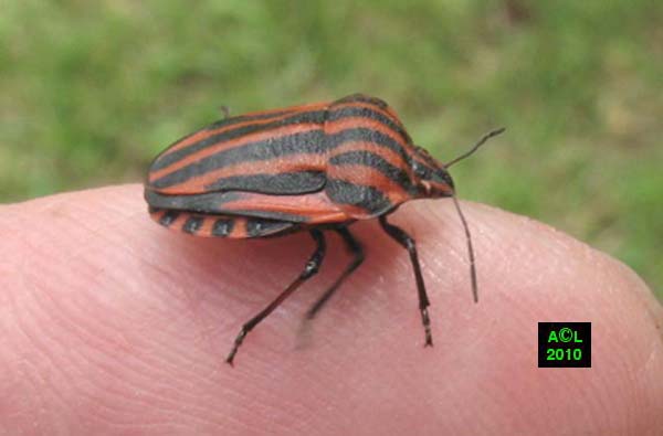 La Punaise Arlequin Graphosoma Italicum Biologie Morphologie Developpement