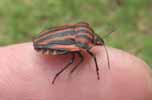 Punaise arlequin (Graphosoma italicum), adulte sur doigt.