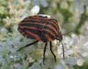 Punaise arlequin (Graphosoma italicum), adulte in natura, photo 1.