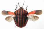 Punaise arlequin (Graphosoma italicum), adulte &eacute;tal&eacute; ailes ouvertes.