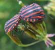 Punaise arlequin (Graphosoma italicum), accouplement in natura, photo 1.