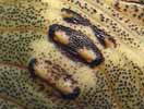 Punaise arlequin (Graphosoma italicum), détail des glandes odoriférantes, sur juvénile stade 4.