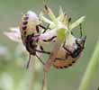 Punaise arlequin (Graphosoma  italicum), duo de larves au stade 3.