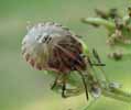 Punaise arlequin (Graphosoma  italicum), larve stade 4 avanc&eacute;, photo 1.