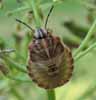 Punaise arlequin (Graphosoma italicum), larve stade 4 avanc&eacute;, photo 2.