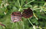 Punaise arlequin (Graphosoma italicum), accouplement in natura, photo 2.