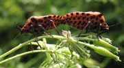Punaise arlequin (Graphosoma italicum), accouplement in natura, photo 3.