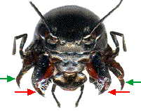 morphologie de la tête du gryllus campestris