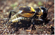 gryllus campestris en train de chanter, photo 1
