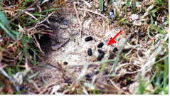 les crottes du gryllus campestris, indice de présence