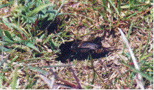 femelle de gryllus campestris devant son trou