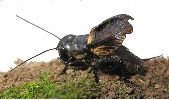 gryllus campestris en train de chanter, photo 2