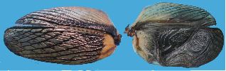 Grillon champêtre (Gryllus campestris), comparaison des élytres mâles et femelles