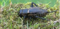 Grillon champêtre (Gryllus campestris), femelle