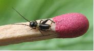 Grillon champ&ecirc;tre (Gryllus campestris), naissant, photo 1