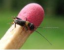 Grillon champêtre (Gryllus campestris), naissant, photo 2