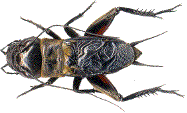gryllus campestris m&acirc;le
