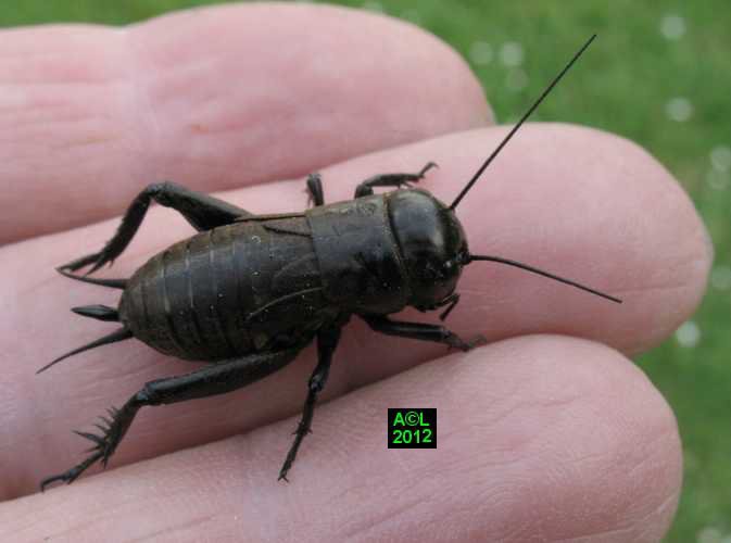 le grillon champêtre (Gryllus campestris), biologie et développement;